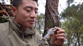 贝尔的荒岛生存实验 第五季,贝尔的第五季挑战与智慧对决